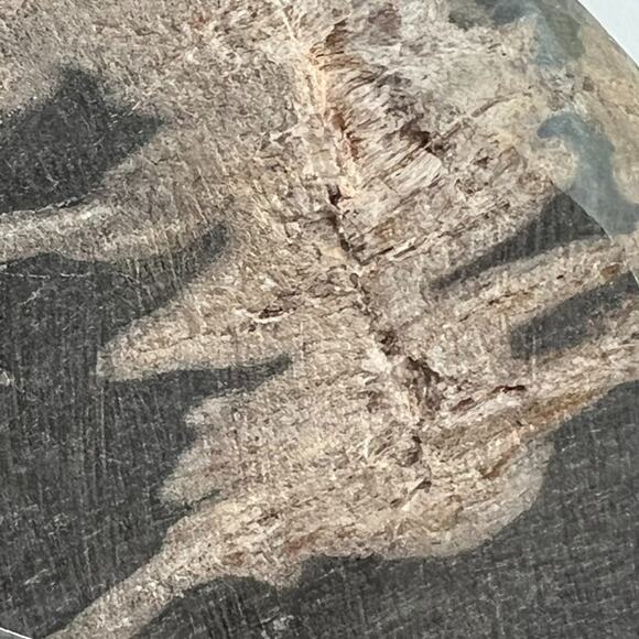 Petrified Wood Bowl/Ashtray From Indonesia Tertiary Period Over A Million Years - Picture 10 of 16